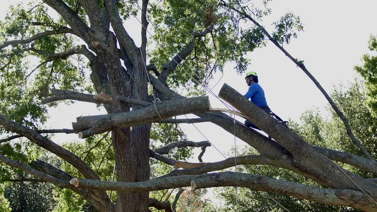 Professional Crown Thinning performed by certified arborists in Ferris